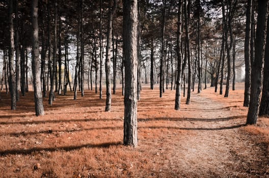 Pathway through the wood in autumn