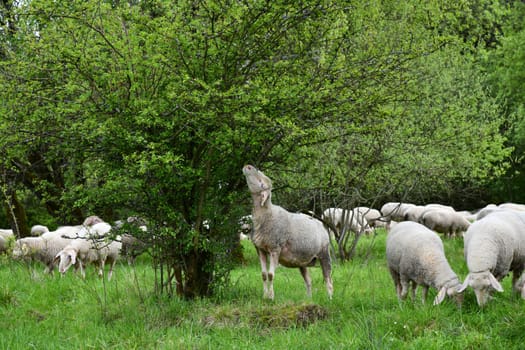 Flock of sheep on the green belt