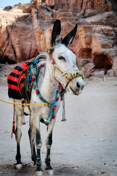 .Donkey in town of Petra, Jordan