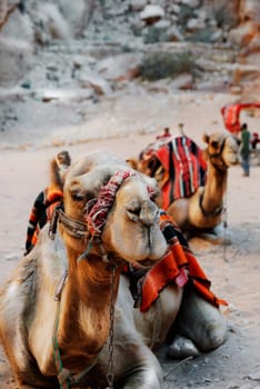 Camels in town of Petra, Jordan