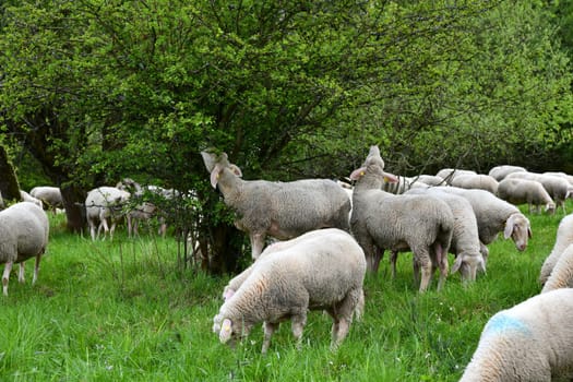 Flock of sheep on the green belt