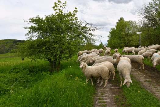 Flock of sheep on the green belt