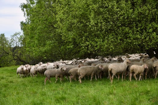 Flock of sheep on the green belt