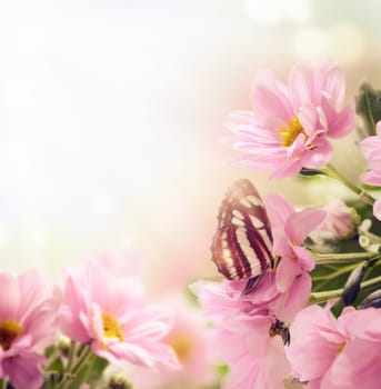 Beautiful pink flowers and butterfly in the garden