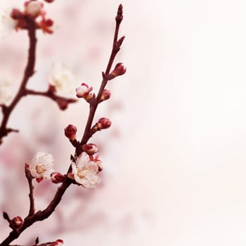 Beautiful spring blossom with copyspace