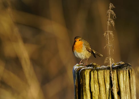 Robin, Erithacus rubecula on a fence post in December
