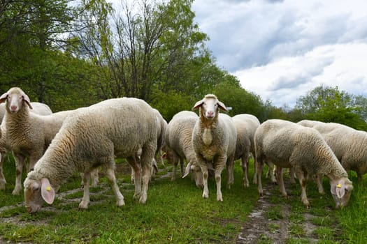 Flock of sheep on the green belt