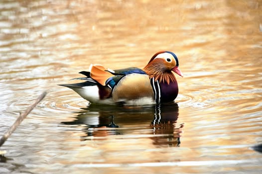 Mandarin duck swimming in a pond. High quality photo