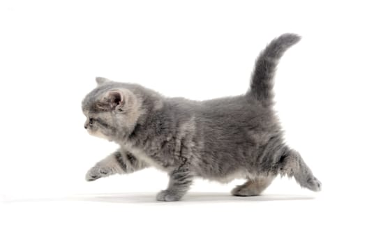 small fluffy kitten on white background. High quality photo