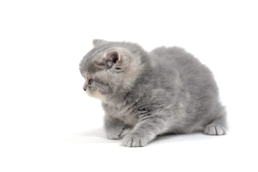 small fluffy kitten on white background. High quality photo