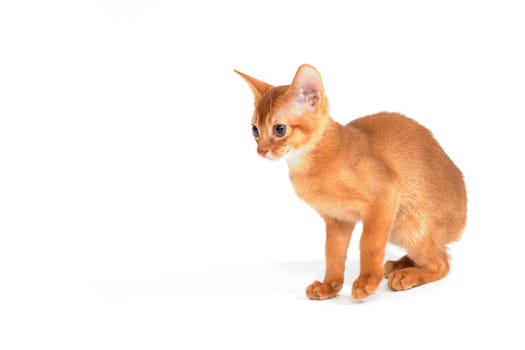 ginger purebred kitten on a white background. High quality photo