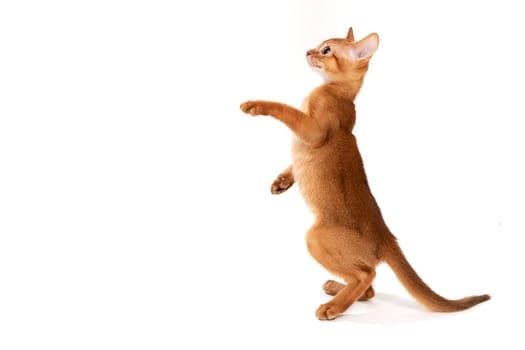 Small smooth-haired kitten on a white background. High quality photo
