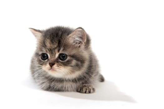 small fluffy kitten on white background. High quality photo