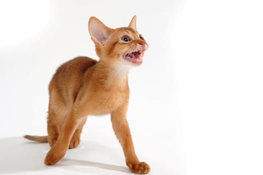 ginger purebred kitten on a white background. High quality photo