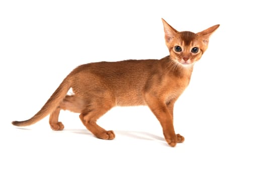 ginger purebred kitten on a white background. High quality photo