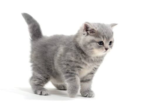 Fluffy gray kitten on a white background. High quality photo