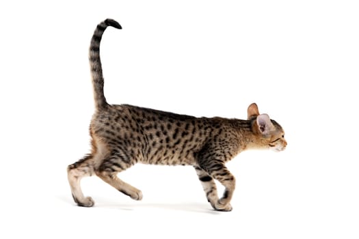 Purebred smooth-haired kitten on a white background. High quality photo