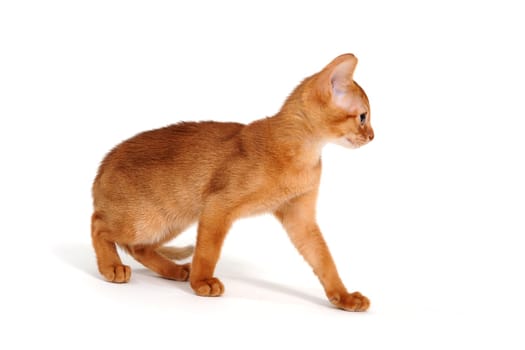 Red purebred kitten on a white background. High quality photo
