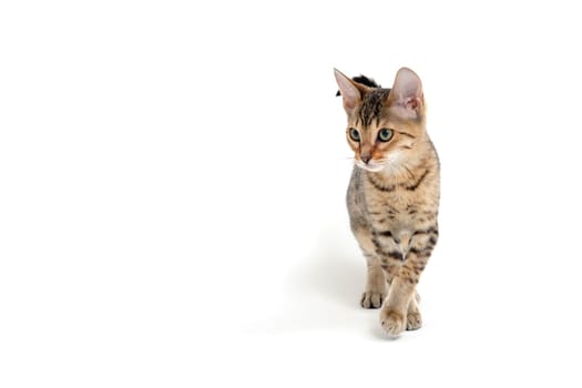 Purebred smooth-haired kitten on a white background. High quality photo