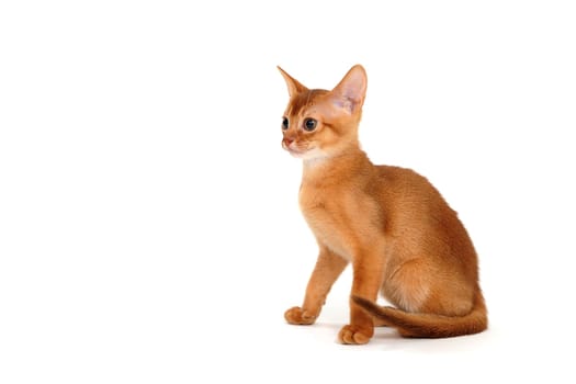 Red purebred kitten on a white background. High quality photo
