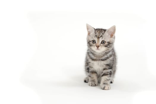 Fluffy gray kitten on a white background. High quality photo