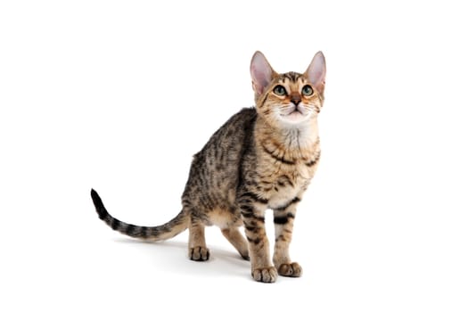 Purebred smooth-haired kitten on a white background. High quality photo