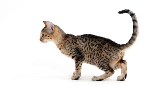 Small smooth-haired kitten on a white background. High quality photo