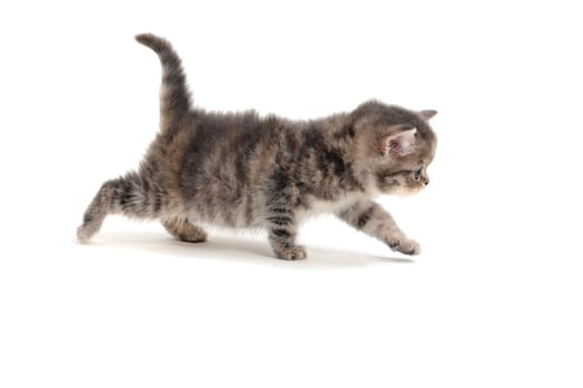 small fluffy kitten on white background. High quality photo