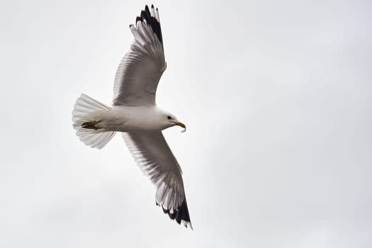 A seagull hovering in the air. High quality photo