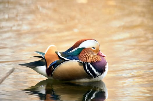 Mandarin duck swimming in a pond. High quality photo