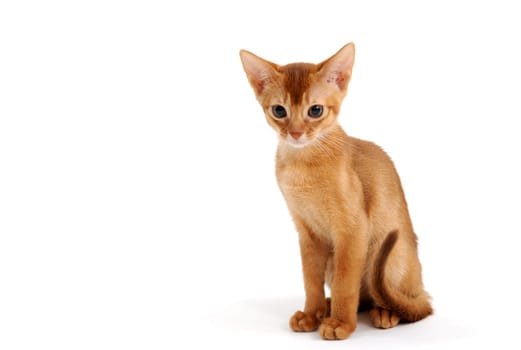 Small smooth-haired kitten on a white background. High quality photo