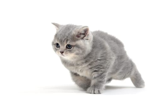 Fluffy gray kitten on a white background. High quality photo