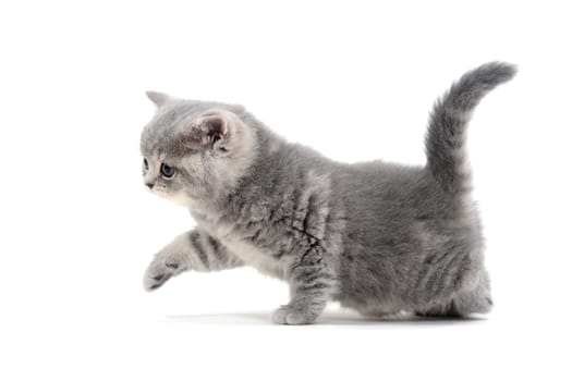 Fluffy gray kitten on a white background. High quality photo