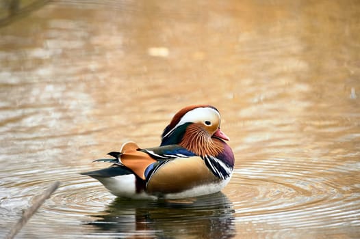 Mandarin duck swimming in a pond. High quality photo
