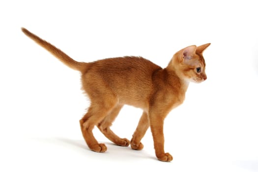 Red purebred kitten on a white background. High quality photo