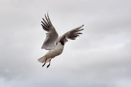 A seagull hovering in the air. High quality photo