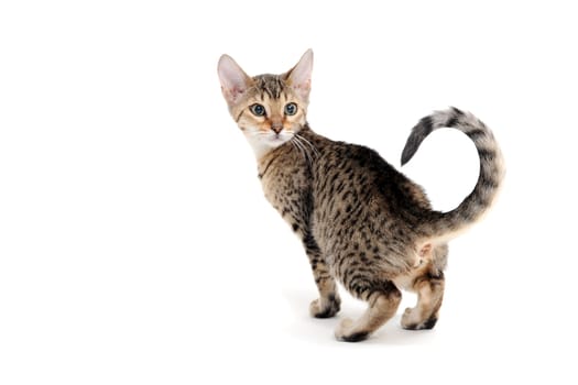 Purebred smooth-haired kitten on a white background. High quality photo