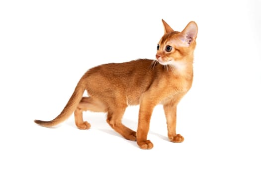 Red purebred kitten on a white background. High quality photo