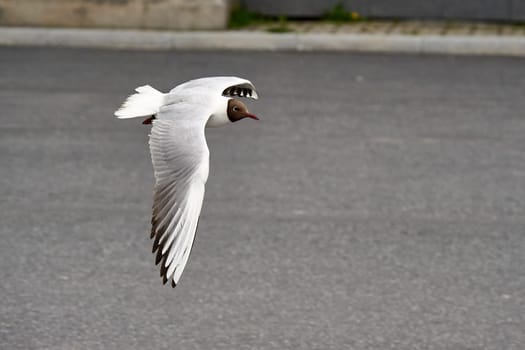 A seagull hovering in the air. High quality photo