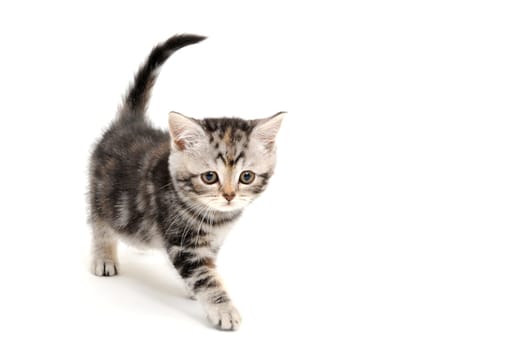 Fluffy gray kitten on a white background. High quality photo