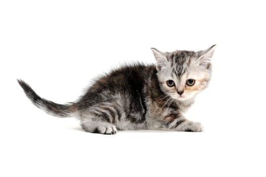 Fluffy gray kitten on a white background. High quality photo