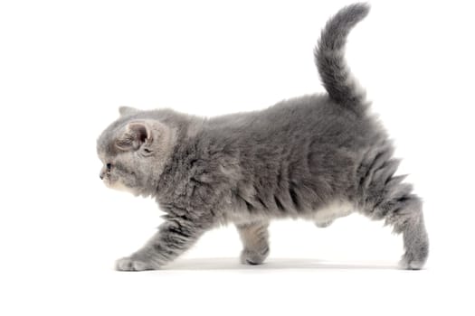Fluffy gray kitten on a white background. High quality photo