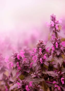 Beautiful pink spring flowers closeup