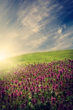 Beautiful flower filed with sunlight