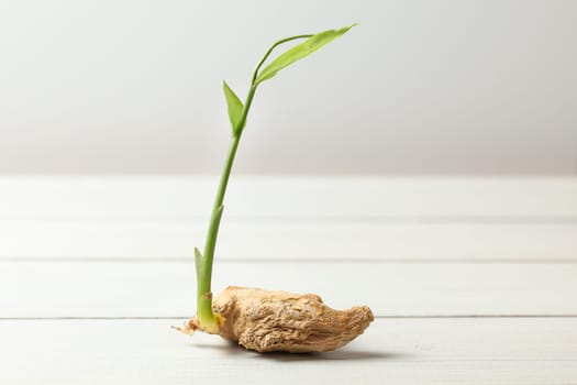 Dry ginger (Zingiber officinale) root with green sprout, on white boards and background.
