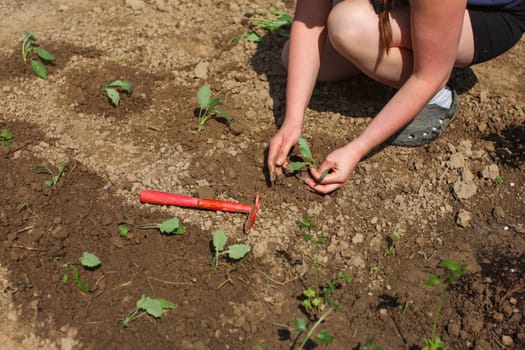 Young seedling planted into wet soil by young woman, red grub hoe next to it. Detail on hands and plants.