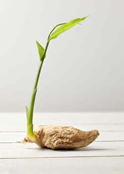 Dried ginger (Zingiber officinale) root with green sprout, on white boards and background.