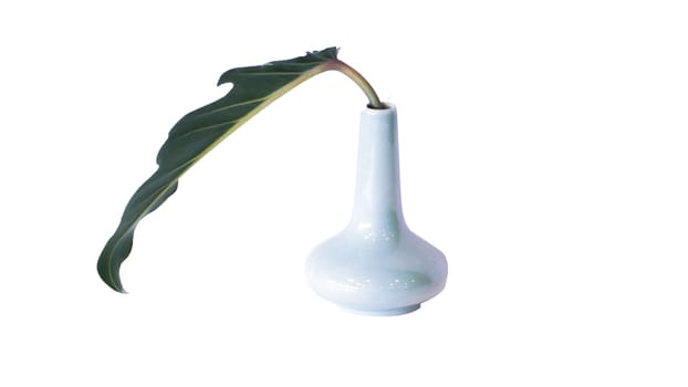 Green leaf in an simple blue vase over white isolate background with clipping path