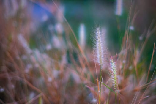 Soft focus Romantic nature wild grass flower. Summer meadow wild flower blooming with sunflare