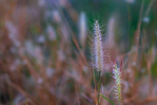 Soft focus Romantic nature wild grass flower. Summer meadow wild flower blooming with sunflare